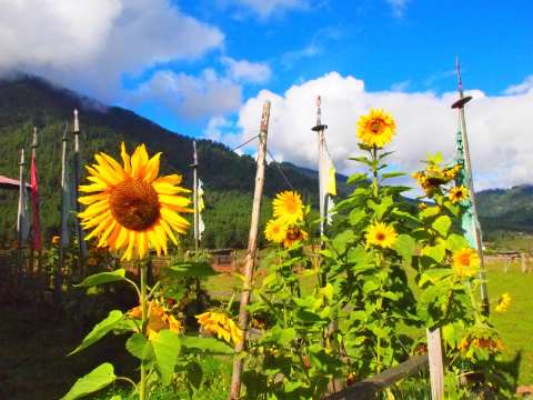 Sunflowers of Phobjika 2